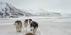 dog sled Svalbard